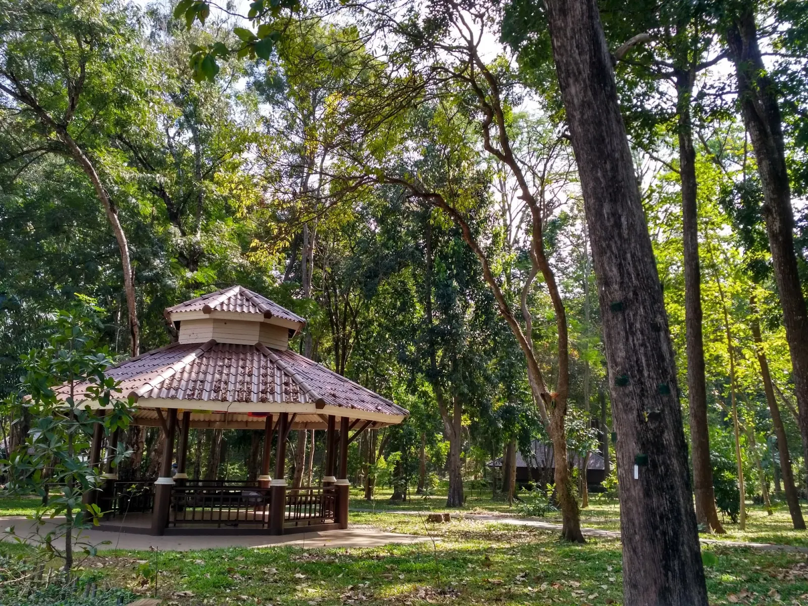 Tropical park path with lush greenery at Huay Kaew Arboretum Chiang Mai